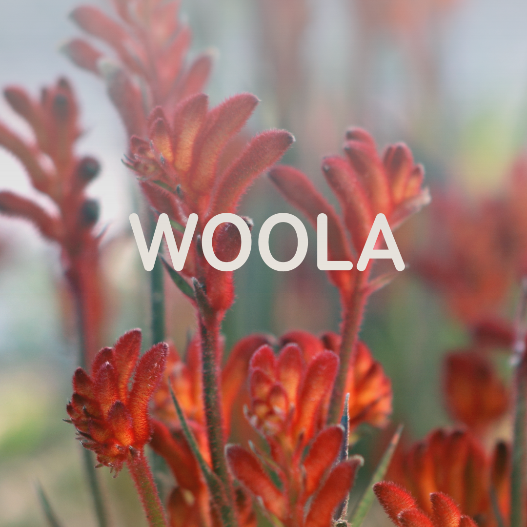 Woola