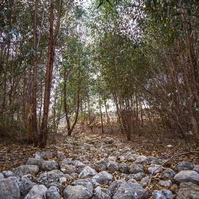 Jane Brook and its meandering walk trails are only a short walk away